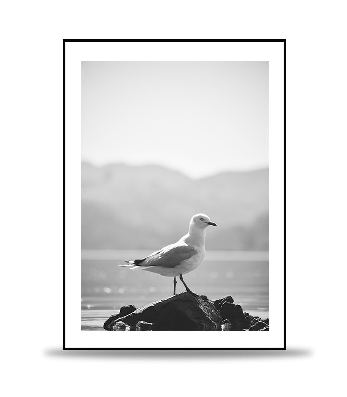 Seagull standing