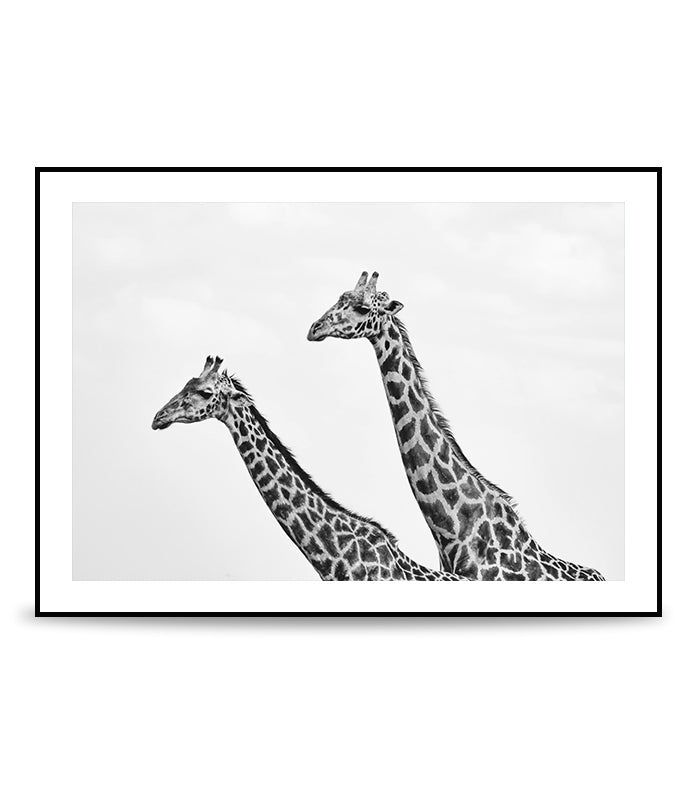giraffes black and white